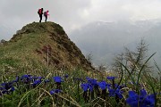 Monte Valgussera, Pizzo Vescovo, Monte Brate, tre cime ad anello da Foppolo il 28 maggio 2016 - FOTOGALLERY